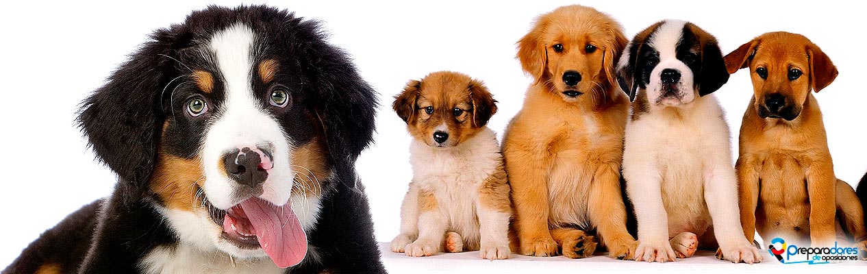 leyes de protección animal en España Leyes de protección animal